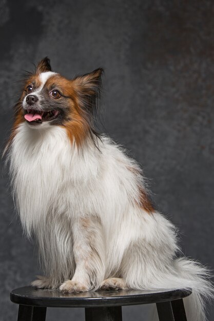 Retrato de un pequeño cachorro de bostezo Papillon