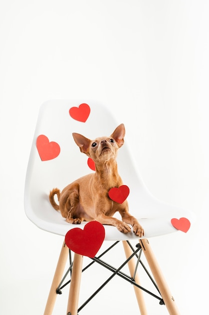 Retrato de pequeño perro chihuahua sentado en una silla