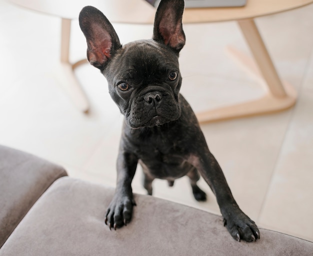 Retrato de perrito adorable