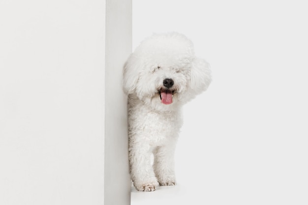 Retrato de perrito lindo Bichon Frise aislado sobre fondo blanco.