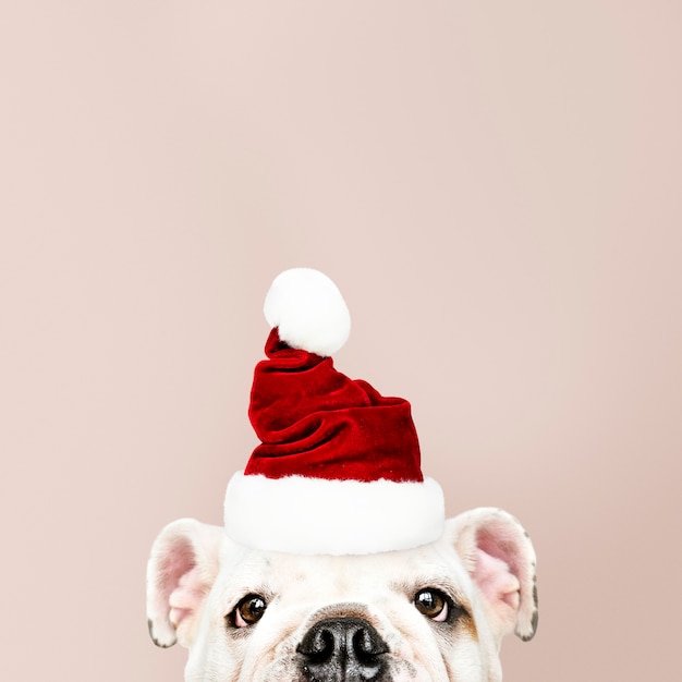 Foto gratuita retrato de un perrito lindo del dogo que lleva un sombrero de papá noel