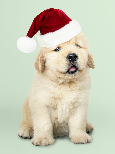 Retrato de un perrito lindo del golden retriever que lleva un sombrero de Papá Noel