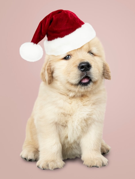 Retrato de un perrito lindo del golden retriever que lleva un sombrero de Papá Noel