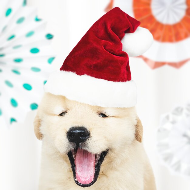 Retrato de un perrito lindo del golden retriever que lleva un sombrero de Papá Noel