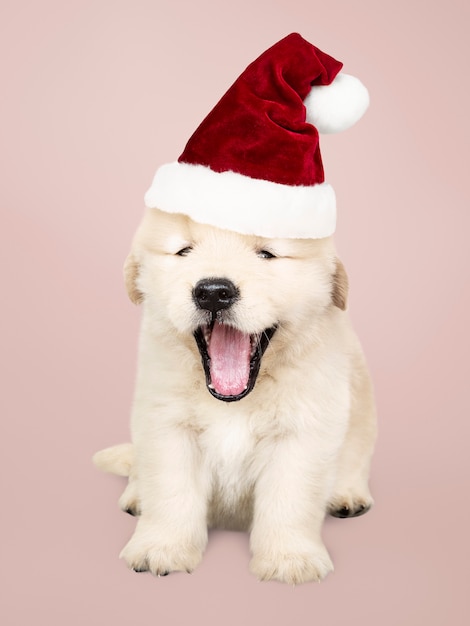 Retrato de un perrito lindo del golden retriever que lleva un sombrero de Papá Noel