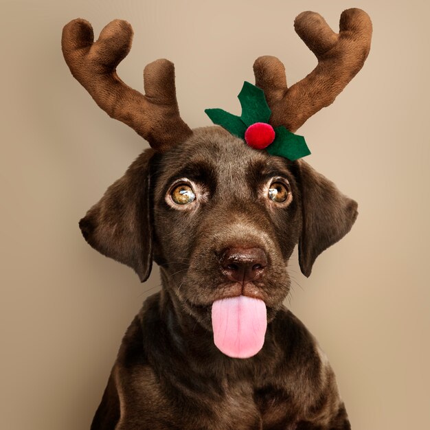 Retrato de un perrito lindo del labrador retriever que lleva una venda del reno de la Navidad