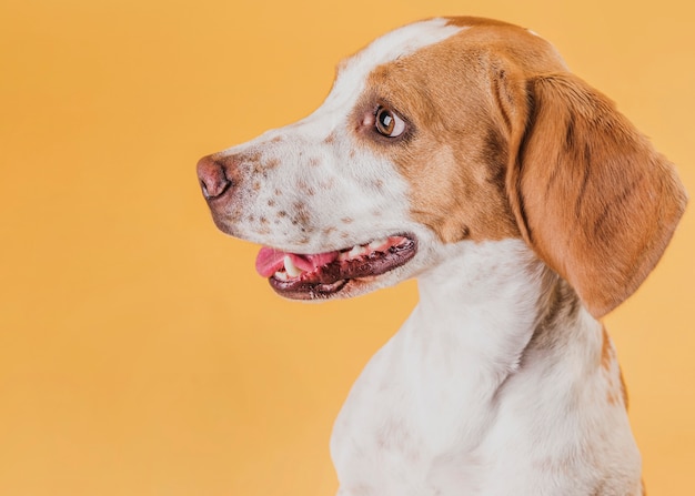 Foto gratuita retrato de perro adorable mirando a otro lado