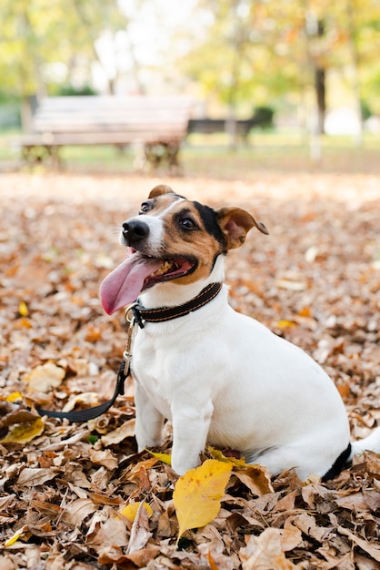 Retrato de perro adorable en el parque