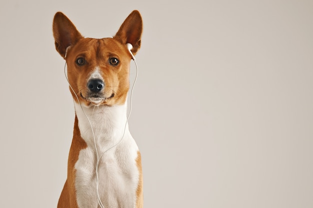 Retrato de un perro basenji marrón y blanco con auriculares blancos mirando a la cámara aislada en blanco