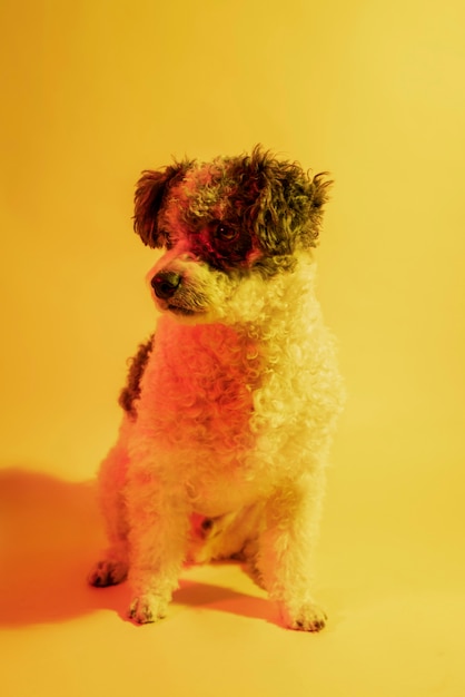 Retrato de perro bichon frise en iluminación degradada