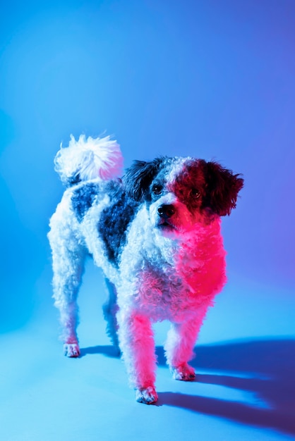 Retrato de perro bichon frise en iluminación degradada