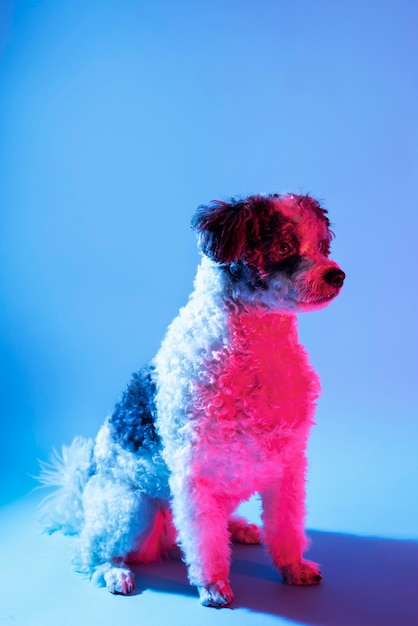 Foto gratuita retrato de perro bichon frise en iluminación degradada