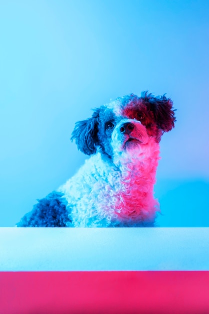 Foto gratuita retrato de perro bichon frise en iluminación degradada