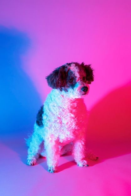 Retrato de perro bichon frise en iluminación degradada