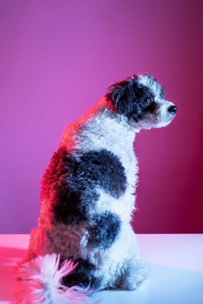 Retrato de perro bichon frise en iluminación degradada