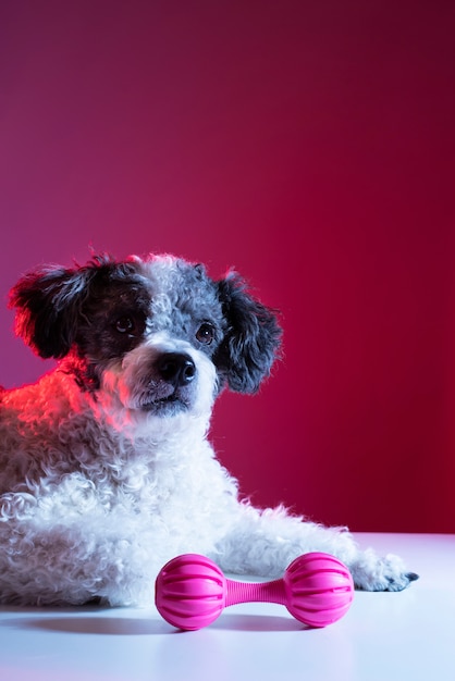 Retrato de perro bichon frise en iluminación degradada