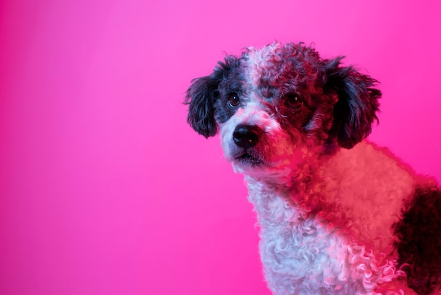 Foto gratuita retrato de perro bichon frise en iluminación degradada