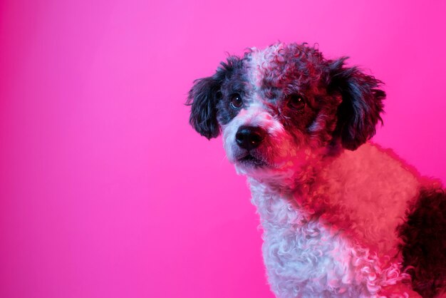 Retrato de perro bichon frise en iluminación degradada