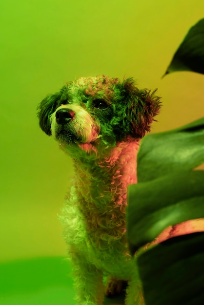 Retrato de perro bichon frise en iluminación degradada