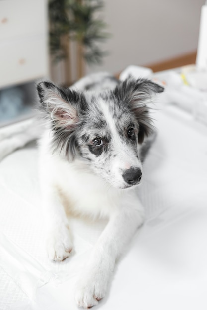 Retrato de perro blanco en la mesa en la clínica