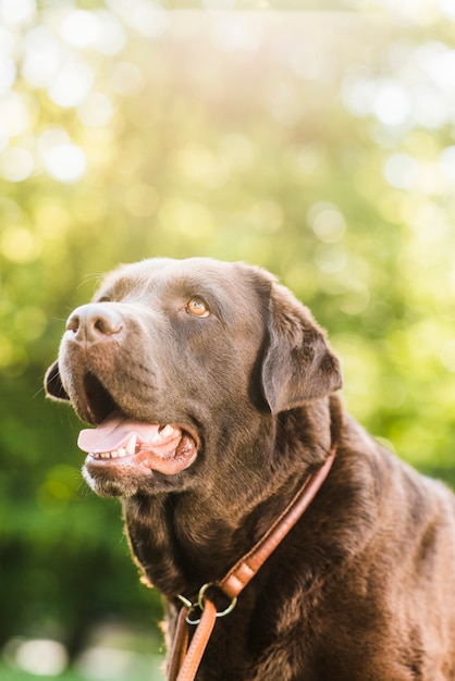 Retrato de un perro con la boca abierta.