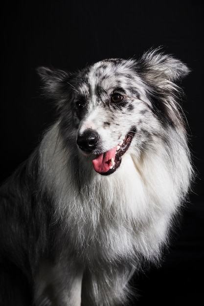 Retrato de perro border collie lindo