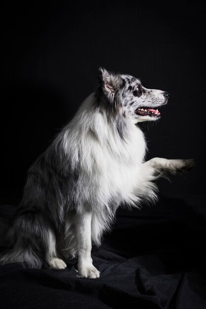 Retrato de perro border collie lindo