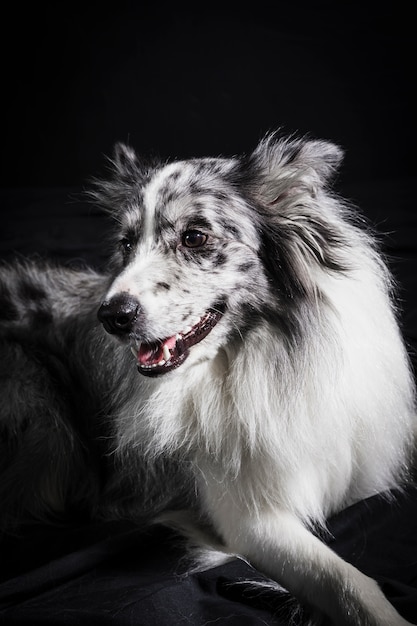 Retrato de perro border collie lindo