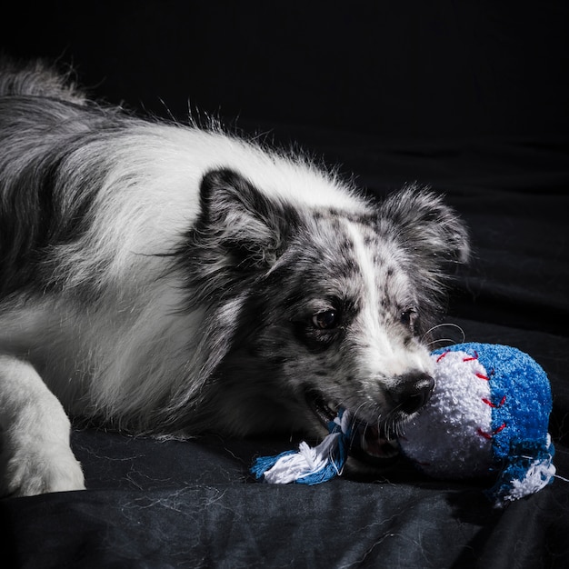 Retrato de perro border collie lindo