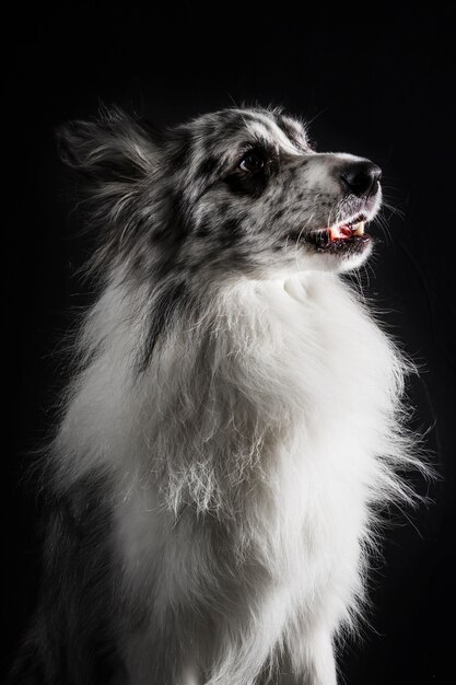 Retrato de perro border collie lindo