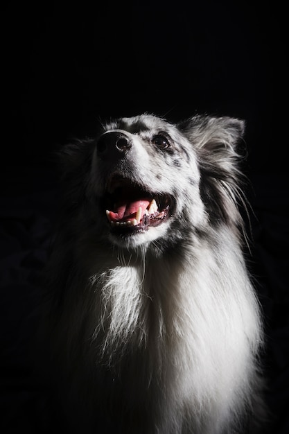 Foto gratuita retrato de perro border collie lindo