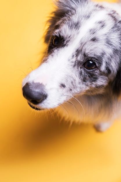 Retrato de perro border collie