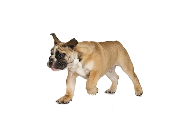 Retrato de perro Bulldog posando aislado sobre fondo blanco de estudio Concepto de mascotas divertidas Orejas voladoras