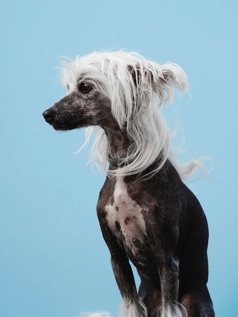 Retrato de un perro crestado chino con cabello blanco