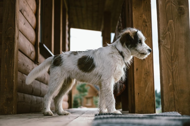 Retrato de un perro doméstico en el campo.