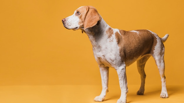 Retrato de perro hermoso con espacio de copia