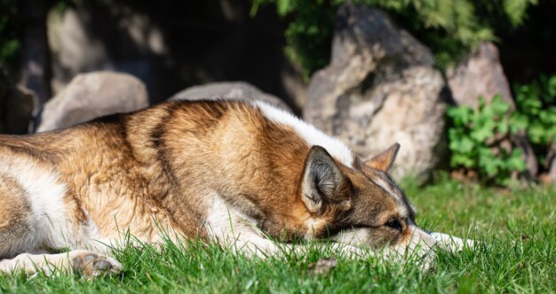 Retrato de un perro husky tirado en el pasto.