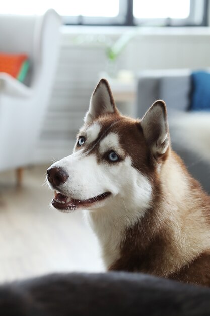 Retrato de perro Husky