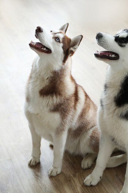 Retrato de perro Husky