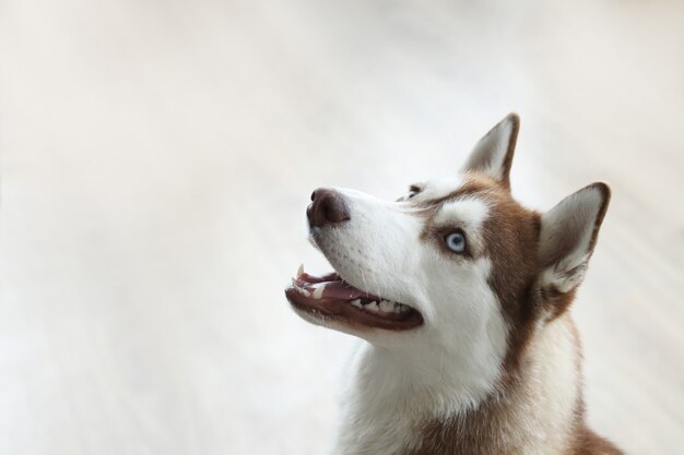 Retrato de perro Husky