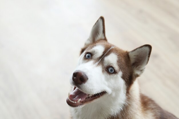 Retrato de perro Husky