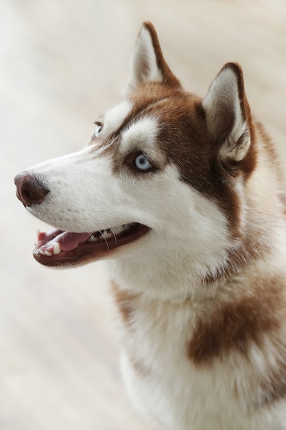 Retrato de perro Husky