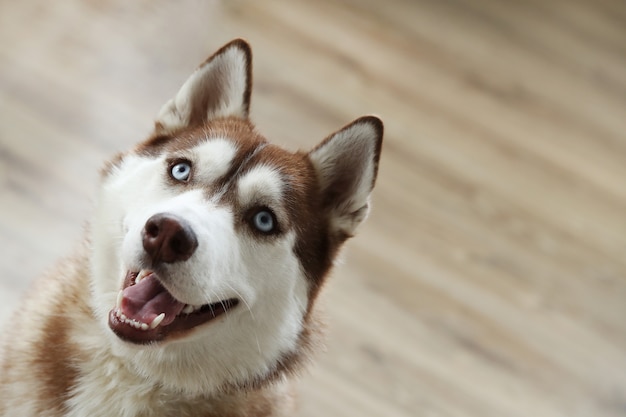 Retrato de perro Husky