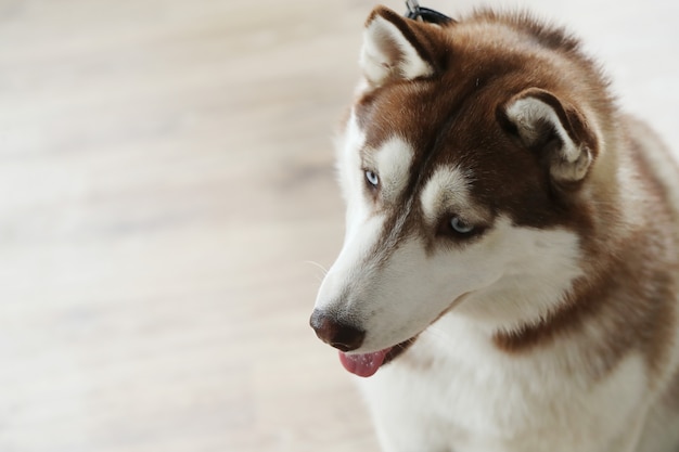 Retrato de perro Husky