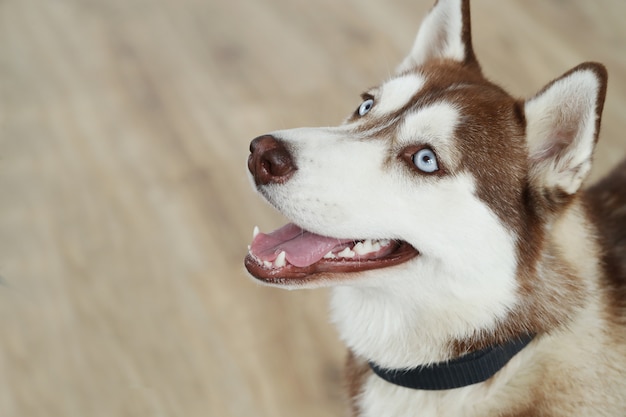 Retrato de perro Husky