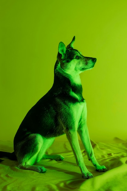 Retrato de perro kelpie australiano en iluminación degradada