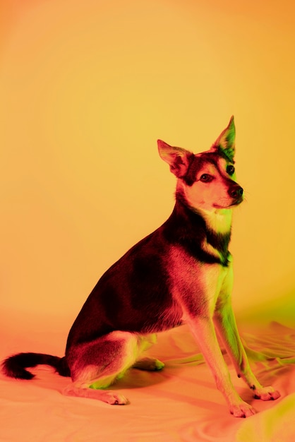 Foto gratuita retrato de perro kelpie australiano en iluminación degradada