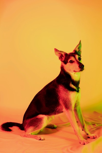 Retrato de perro kelpie australiano en iluminación degradada