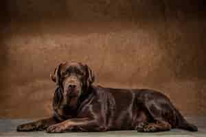 Foto gratuita el retrato de un perro labrador marrón