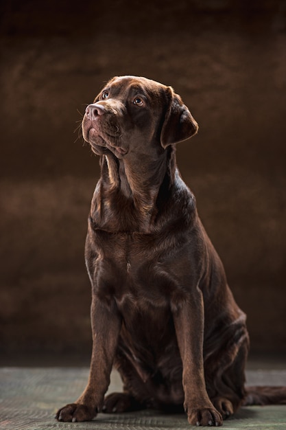 Foto gratuita el retrato de un perro labrador marrón